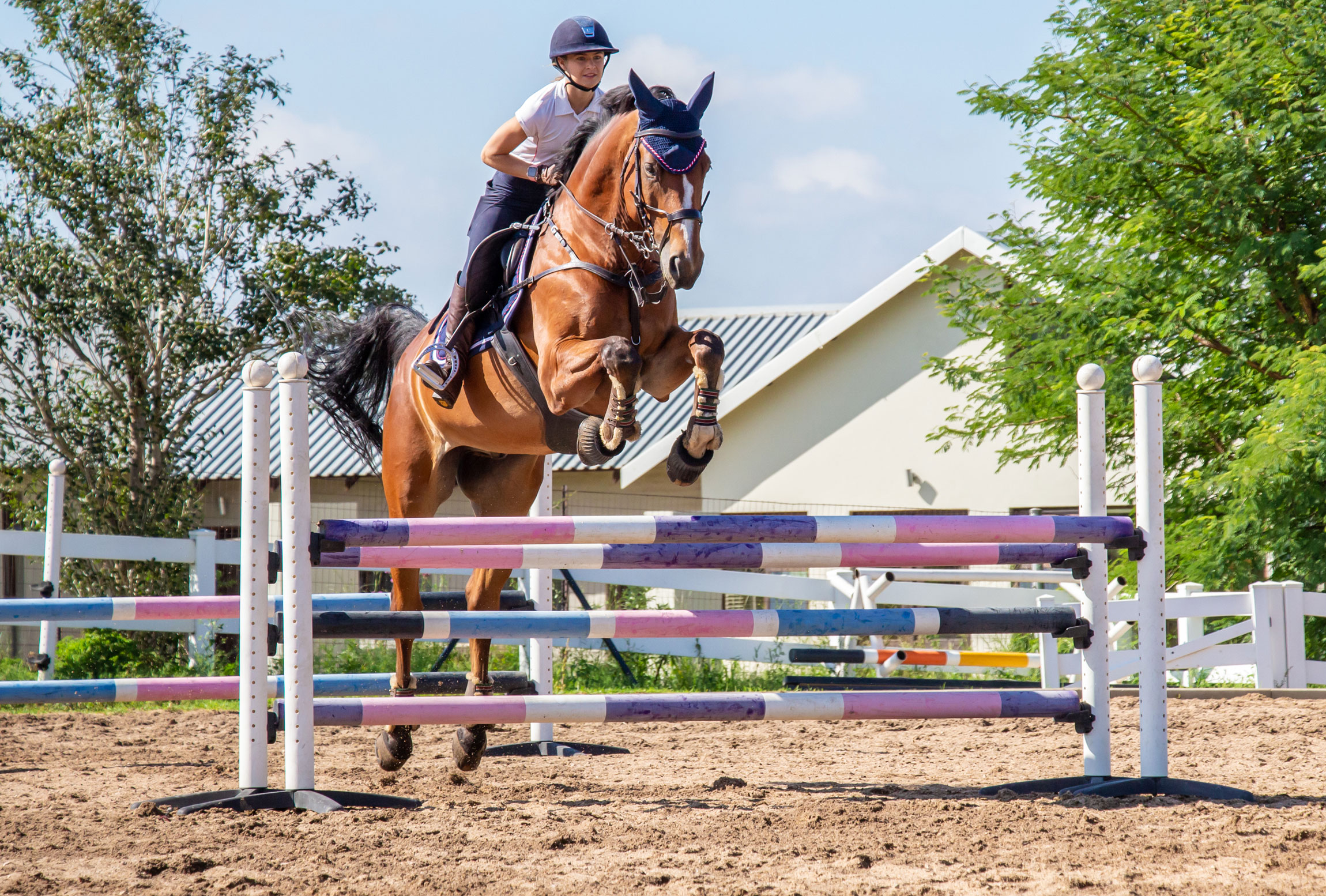 The Importance Of Plastic Horse Jumps In Developing Rider And Horse Skills